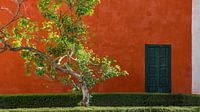  Rote Wand und Baum, Sevilla (Spanien)