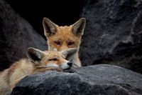 Two young foxes among the basalt blocks