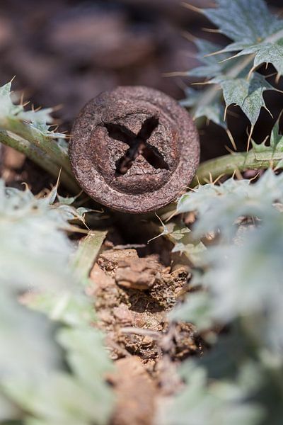 Eucalyptus knop (Portugal) van Tot Kijk Fotografie: natuur aan de muur