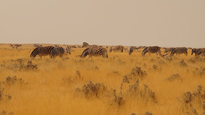 Zebra's op de steppe par Erna Haarsma-Hoogterp