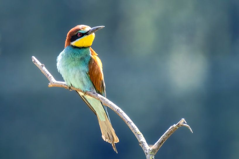 Bee-eater on a branch by Teresa Bauer