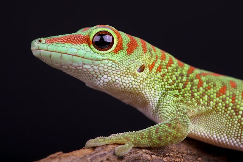 Madagascar Day Gecko (Phelsuma madagascariensis) by Ronald Pol