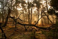 Nebliger Morgen im Wald