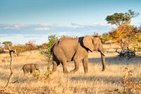 Elefant mit jungem Elefanten
