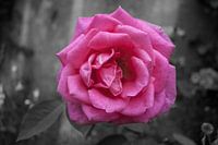 Pink rose