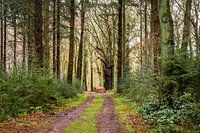 Pad noar de Rosmeule