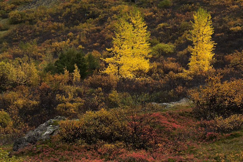 Automne islandais par Danny Slijfer Natuurfotografie