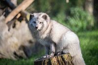 Polarfuchs schön im Wintermantel