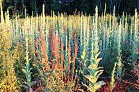 Sunlight over the fields