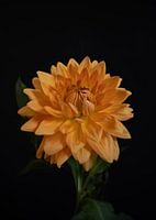 Die gelbe Dahlienblüte