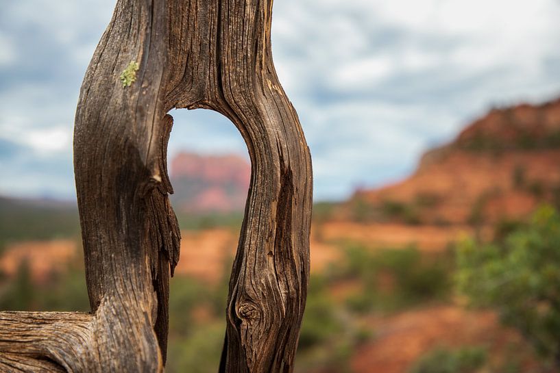Das Loch im Baum von Ton Tolboom