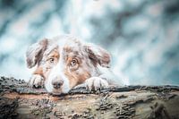 Australischer Schäferhund