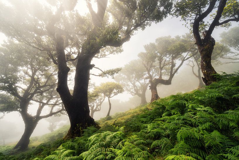 forest on Madeira von Martin Podt