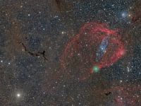 A seahorse, a bat and a jellyfish