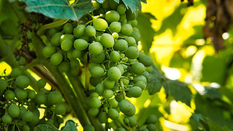Grapes in rich colours. The vines with the grapes are ripe. by Martin Köbsch