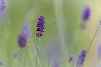 Lavender with a bokeh background