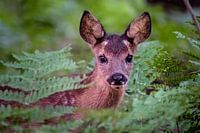 Petit faon entre les fougères