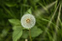 Alles Pusteblume 2.0