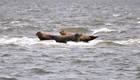 Zeerobben op een zandbank