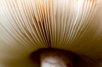 Mushroom aus nächster Nähe .