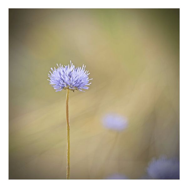 Bécasseau par Albert Wester Terschelling Photography