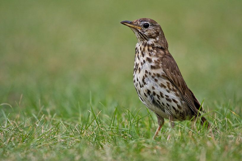Thrush by Thijs Schouten