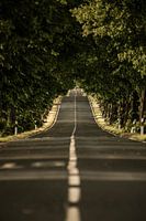 Avenue in the Calenberger Land