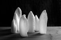 Stately chicory leaf on wood | black and white