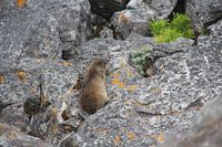 Marmot on Table Mountain