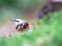 Nuthatch