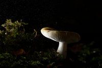 Light in the darkness