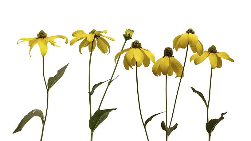 Tanz Susan! Tanzen! (Blumentanz) von Hans Kool