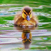 Klein Schattig Eendje