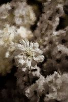 Flowers oil painting