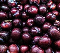 Pflaume Dämmerung: Reichhaltiger samtiger Fruchtflor