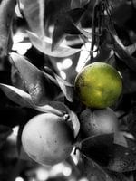 Orangen im Baum schwarz und weißgrün