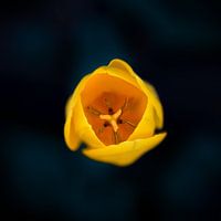 Yellow tulip