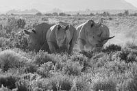 Nashörner im Morgenlicht