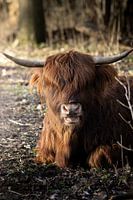 Scottish Highlander at rest