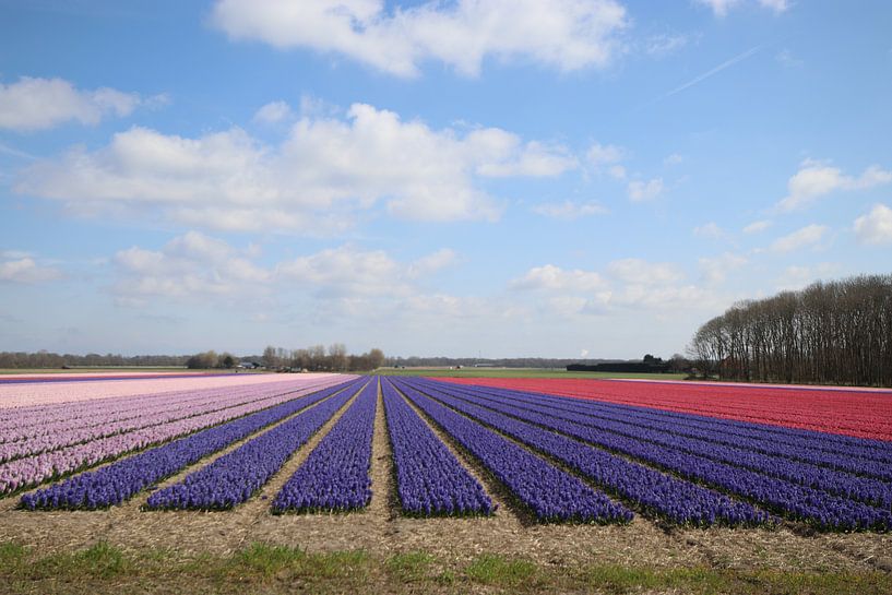 champs de jacinthes par travelgusto