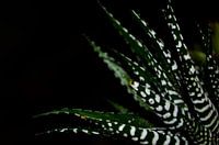 Gros plan sur le Big Band d'Haworthia