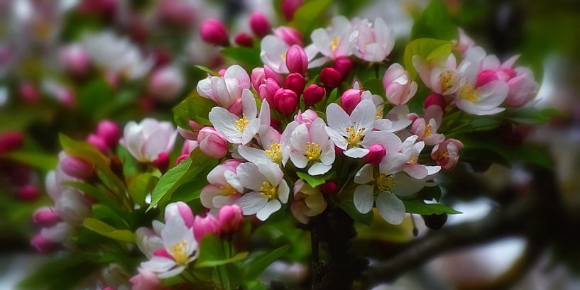 Flower magic in spring by Marlika Art