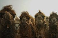 Audience particulière