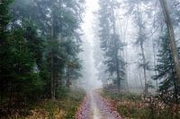 Black forest in the fog II