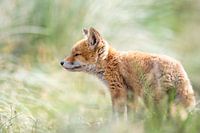 Un monde de senteurs