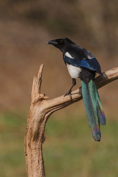 Magpie by Arjan van de Logt