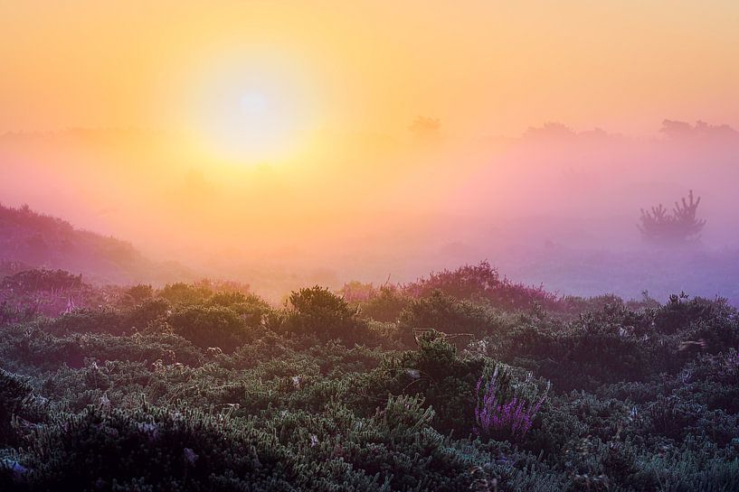 Lever de soleil avec brume sur un paysage de landes par Fotografiecor .nl
