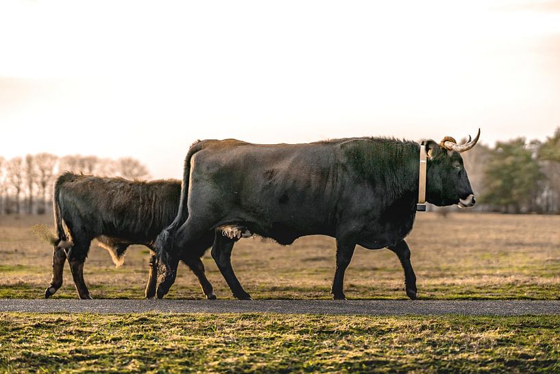 Father and young tauros in the maashorst by Marc van den Elzen