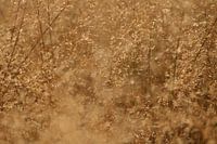 Een heel mooi graanveld.