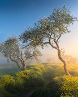 Als blauw en geel elkaar ontmoeten